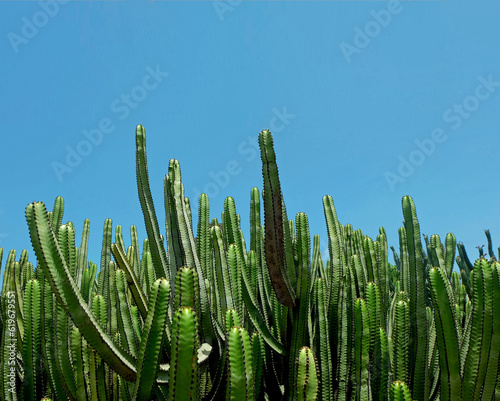 Green prickly cactus field reaching clear blue sky 
