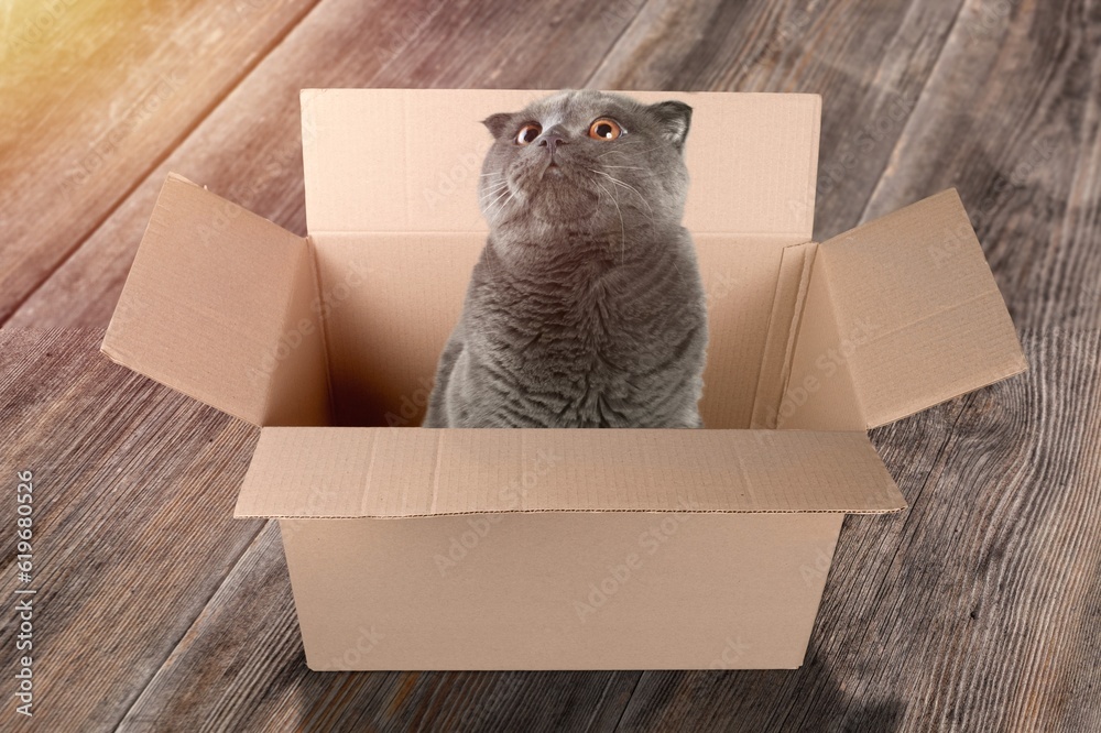 A domestic cute cat sits in big box