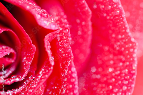 Dew drops on red rose petals