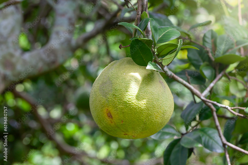 Fresh pomelo on the tree in Thailand Fresh pomelo on the tree in Thailand