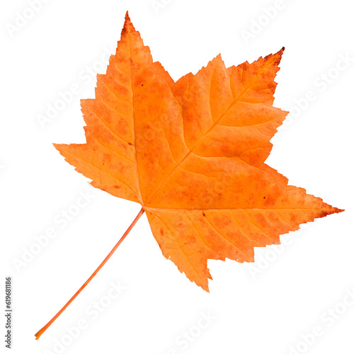 Red maple leaf isolated on transparent background.
