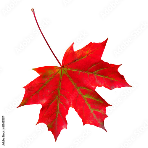 Red maple leaf isolated on transparent background.