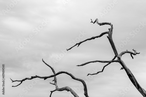 tree isolated on white
