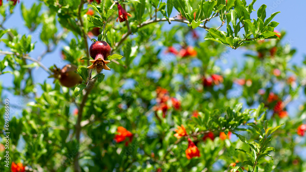 pomegranate plants with many fruits