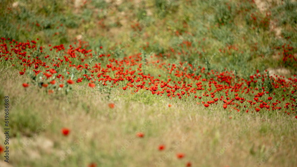 red flowers in a green mountain