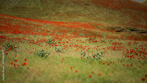 red grass field in the uzbek mountain photo