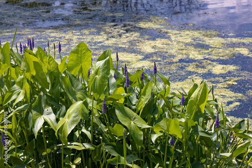 Pickerelweed, Pickerel Rush Water hyacint (Pontederia cordata). The pickerelweed    or pickerel weed ,native amerivan flowers