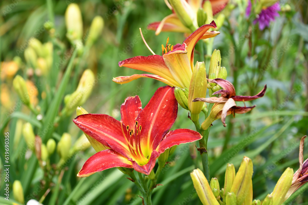 Obraz premium ヘメロカリス「シカゴカーディナル」