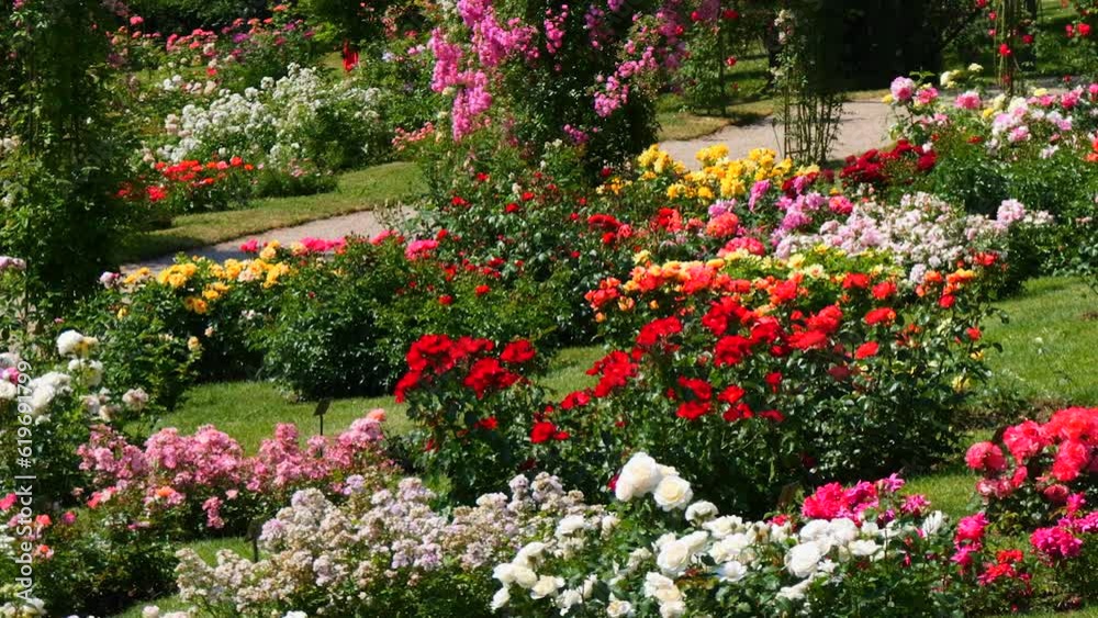 An incredible number of beautiful and varied multi colored blooming roses and arches of flowers in the park botanical garden on a summer day An incredible number of beautiful and varied multi colored blooming roses and arches of flowers in the park botanical garden on a summer day