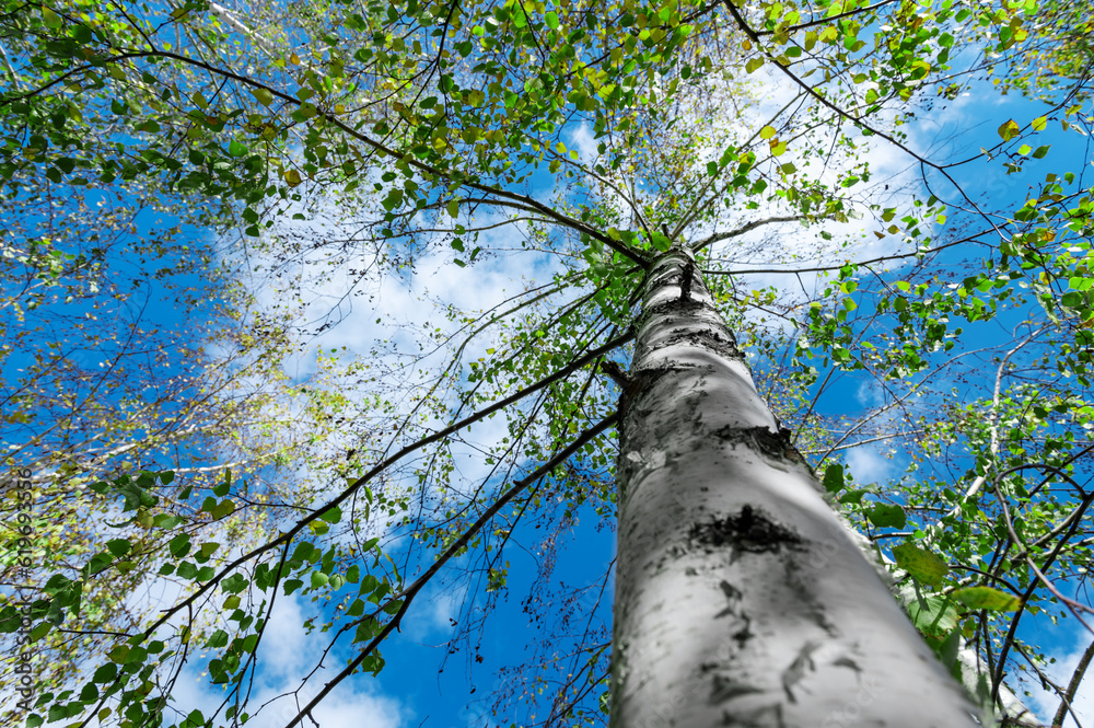 Fototapeta premium Birch with green foliage against the blue sky. Trunk of tree with fresh green foliage