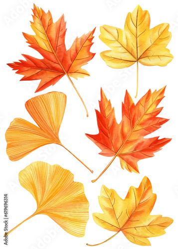 Leaf, watercolor collection of beautiful colorful autumn leaves isolated on white background