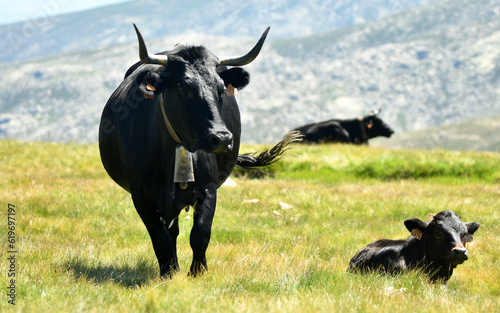 Fototapeta Naklejka Na Ścianę i Meble -  Vacas de raza avileña en la sierra de gredos. Avila.España