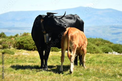 Vacas de raza avileña en la sierra de gredos. Avila.España