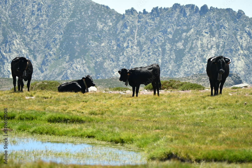 Vacas de raza avileña en la sierra de gredos. Avila.España Vacas de raza avileña en la sierra de gredos. Avila.España