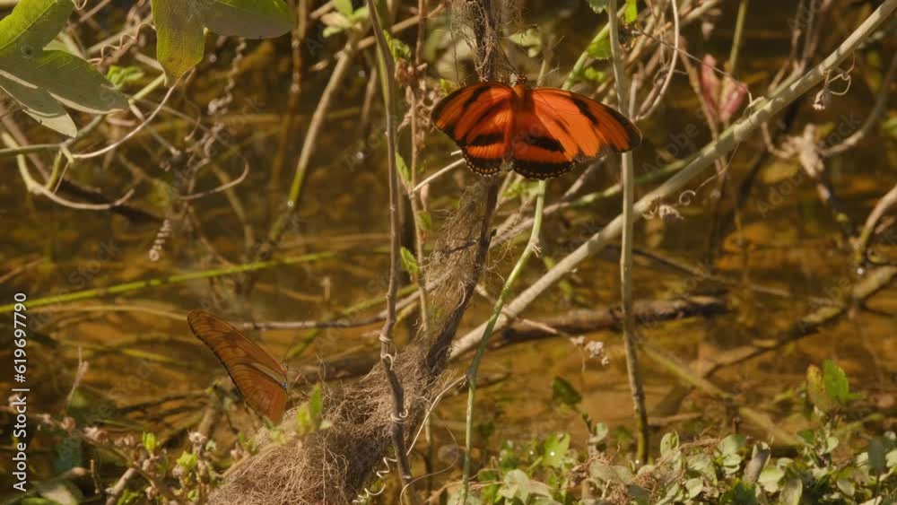 Close-up of orange butterflies gathered near swamp water, also known as julia, dryas, or flame butterflies. They puddle near pond, fly around displaying colors Close-up of orange butterflies gathered near swamp water, also known as julia, dryas, or flame butterflies. They puddle near pond, fly around displaying colors
