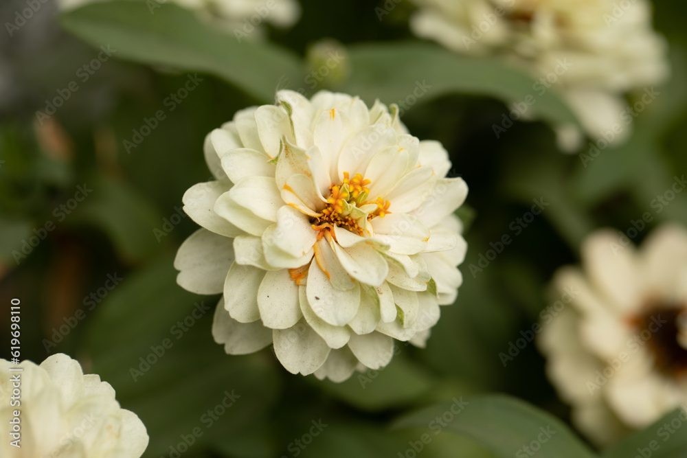 white dahlia flower white dahlia flower