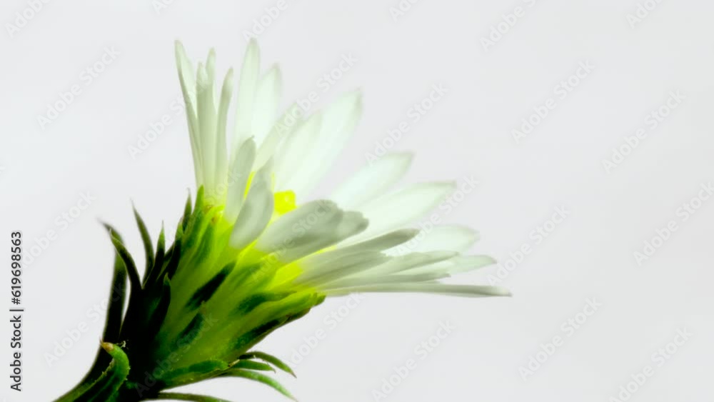 Panicled Aster. Daisy blooming time lapse on clean light back ground.  HD crop macro.  Copy space.