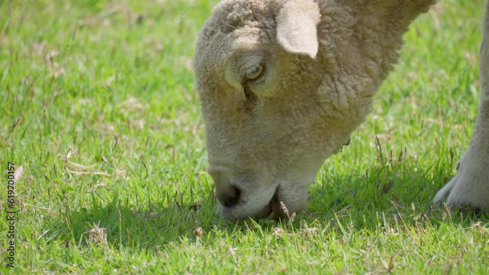 Sheep Feeds on Green Grass - Head Profile Close-up. Lamb Eating In At Grassy Field On A Farm Sheep Feeds on Green Grass - Head Profile Close-up. Lamb Eating In At Grassy Field On A Farm