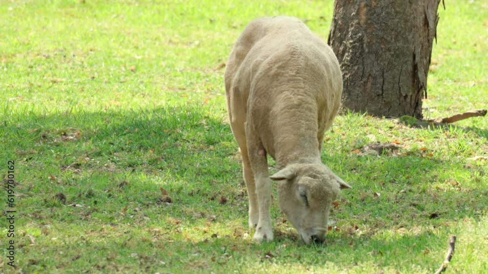 One Wiltipoll Sheep Grazing Grass in Green Meadow on Sunny Day One Wiltipoll Sheep Grazing Grass in Green Meadow on Sunny Day