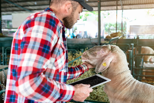 Fotografiet Bearded man farmer visually inspecting a ram at livestock farm using digital check list in his tablet computer