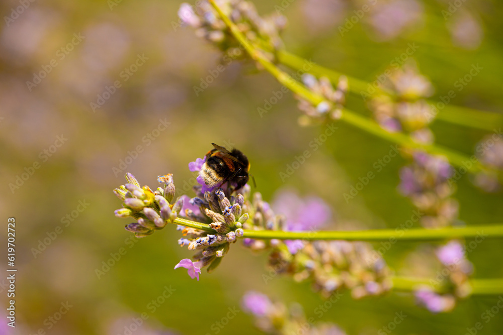 Whilst collecting pollen. Garden. Background. Wasp Whilst collecting pollen. Garden. Background. Wasp