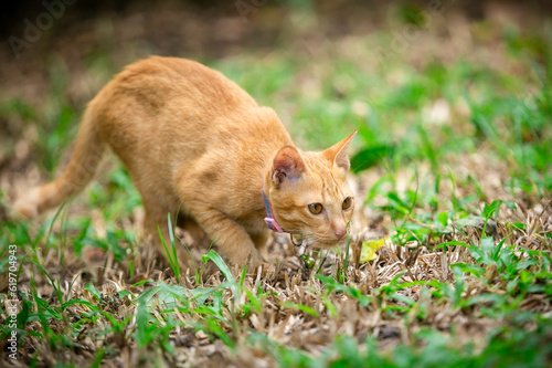Thai local cat in the garden, Orange baby cat is playing the ball in the  garden © jerd nakata
