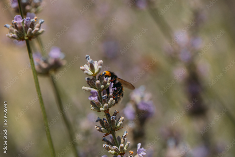 Whilst collecting pollen. Garden. Background. Wasp Whilst collecting pollen. Garden. Background. Wasp