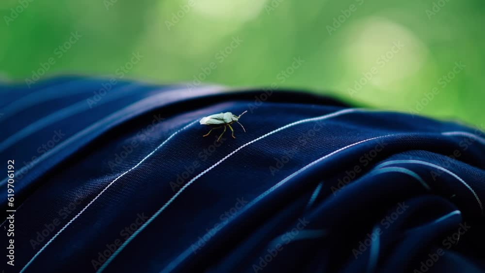 Close-up of a beetle crawling on textile. Sunny summer garden