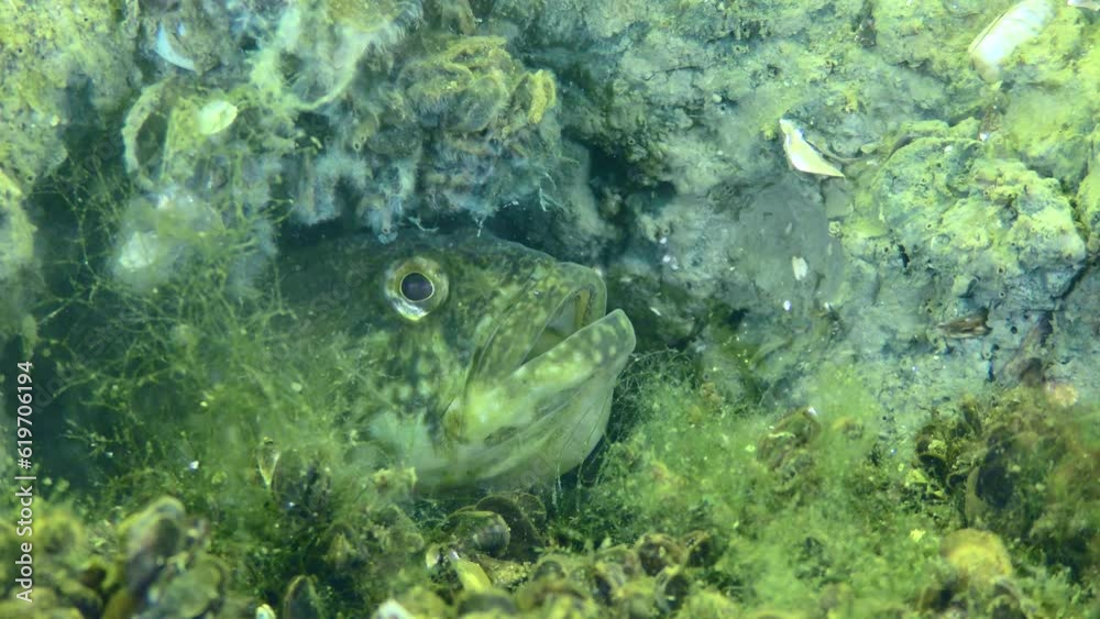 Breeding Grass goby (Zosterisessor ophiocephalus): a male protrudes from a hole with a nest and spits out shells, close-up. Breeding Grass goby (Zosterisessor ophiocephalus): a male protrudes from a hole with a nest and spits out shells, close-up.