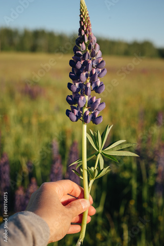 Female hand holding lupine flower with blooming field background