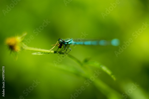 dragonfly on a leaf