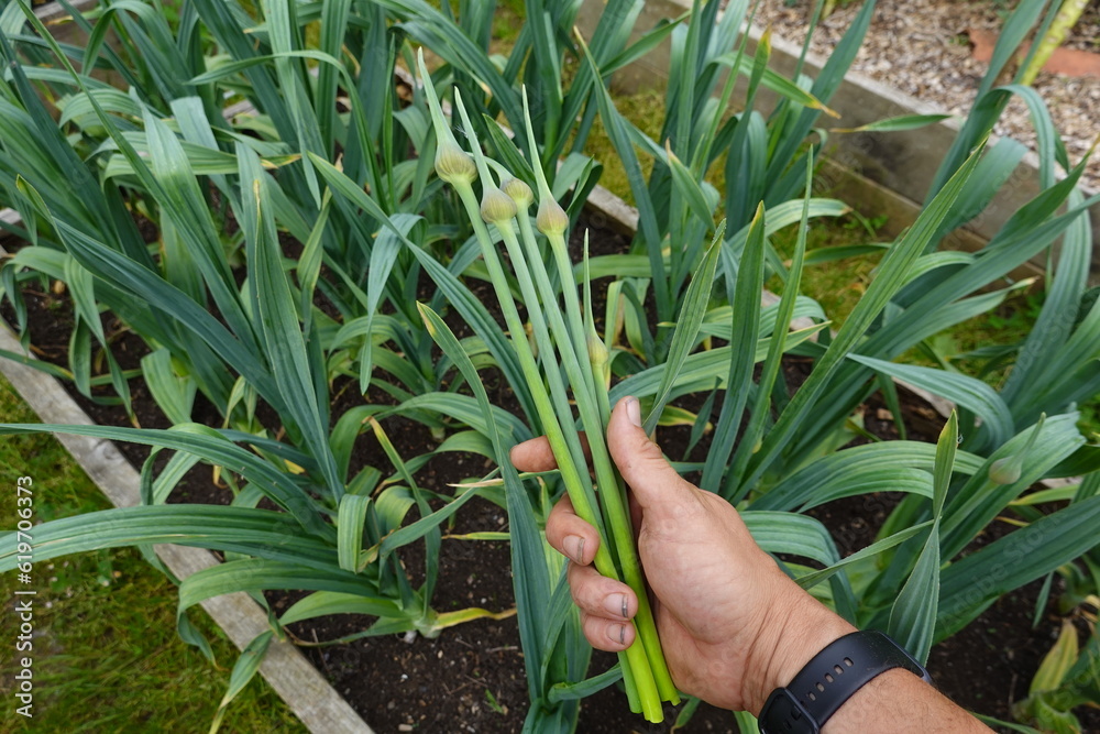 cultivo del ajo en el huerto , cosechar flor de ajo, tallo floral del