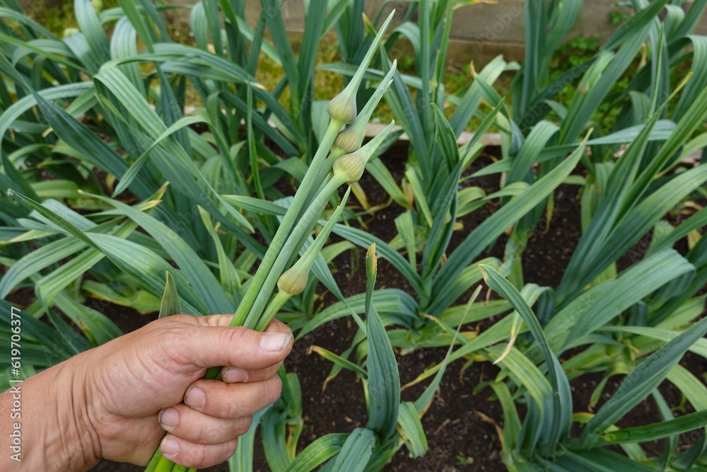 cultivo del ajo en el huerto , cosechar flor de ajo, tallo floral del