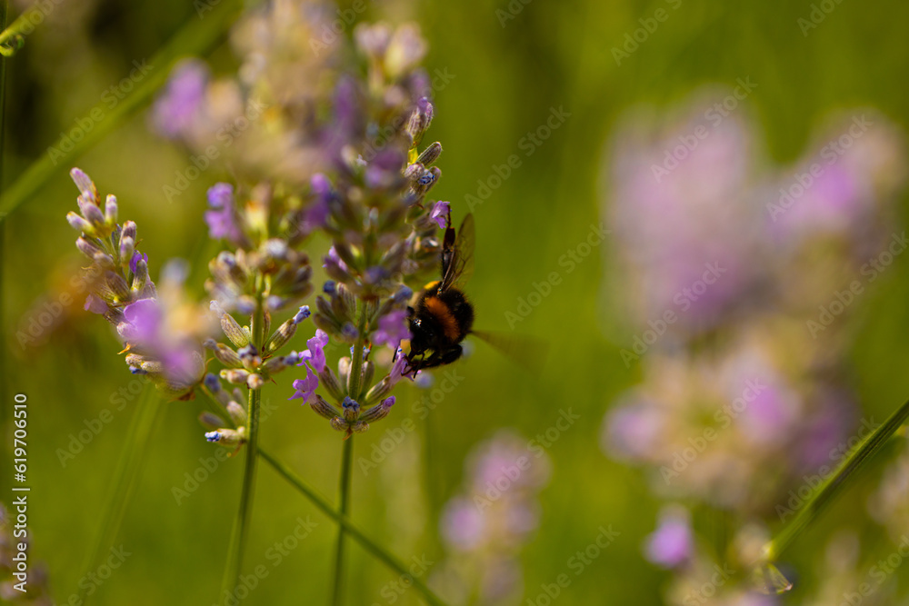 bee on lavender bee on lavender
