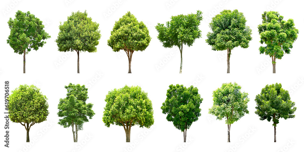 Fototapeta premium Collection Trees green leaves and some with yellow flowers. total 12 trees. (png) 