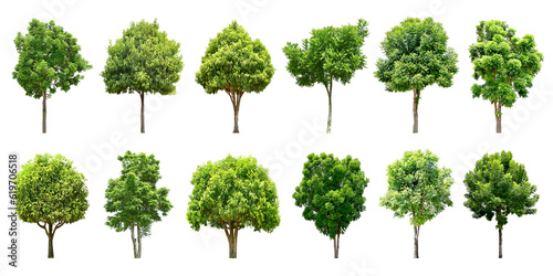 Collection Trees green leaves and some with yellow flowers. total 12 trees.  png  