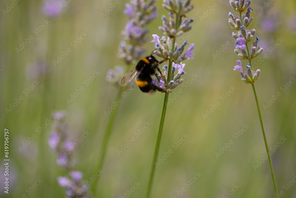 Whilst collecting pollen. Garden. Background. Wasp Whilst collecting pollen. Garden. Background. Wasp