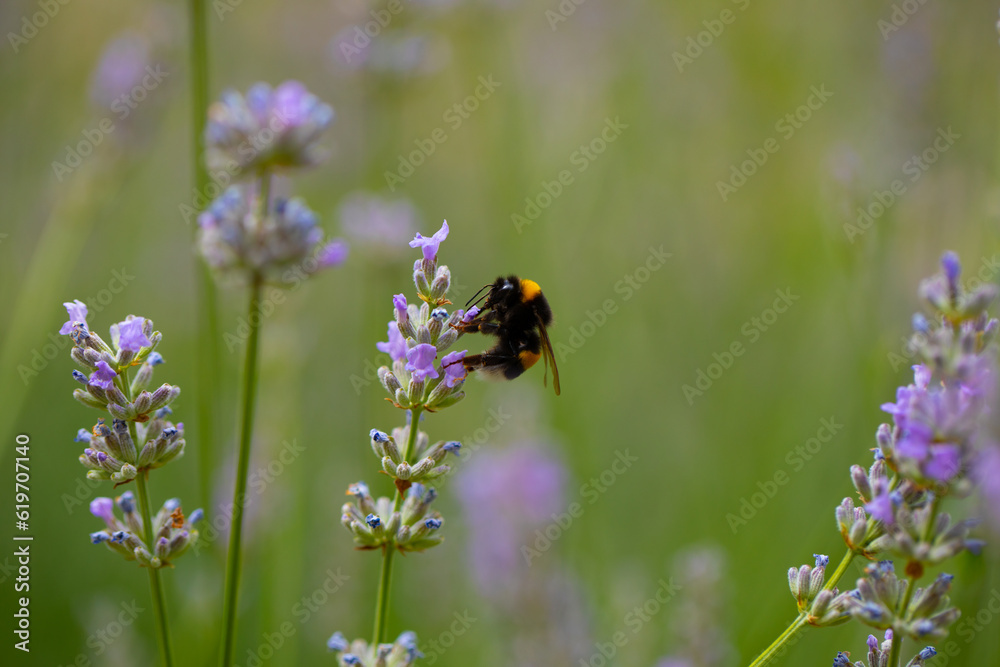 butterfly on a flower