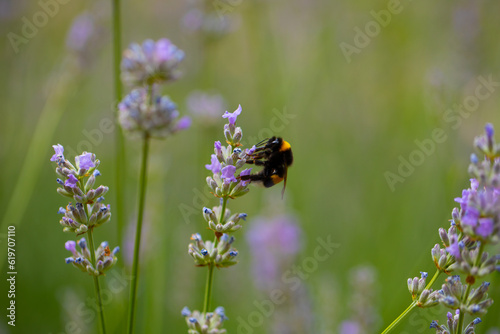 Honey bee pollinates lavender flowers.  © Erika