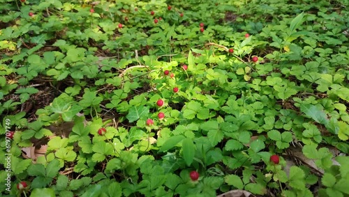 Video strawberries in the forest. General plan, static shooting. Glade of red, sweet, juicy strawberries.