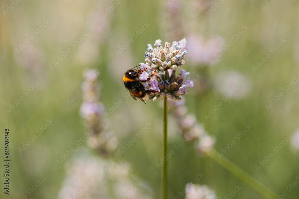 honey bee, apis mellifera, silhouette of a bee, anatomical structure of an insect, bee bathed in pollen, pollinating insect, dandelion flower honey bee, apis mellifera, silhouette of a bee, anatomical structure of an insect, bee bathed in pollen, pollinating insect, dandelion flower