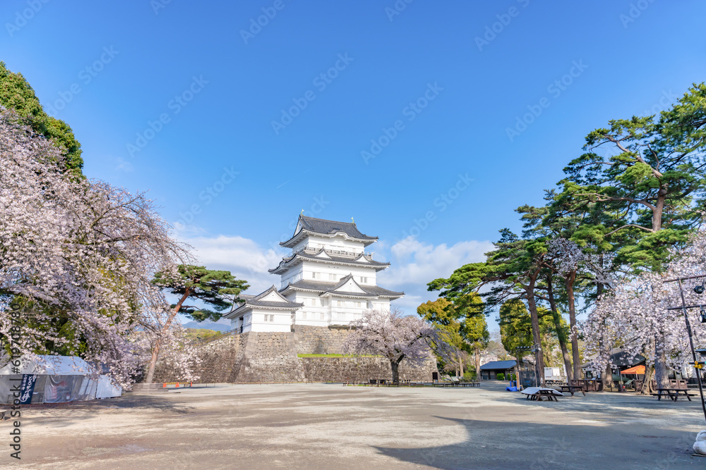 神奈川県小田原市　小田原城と桜