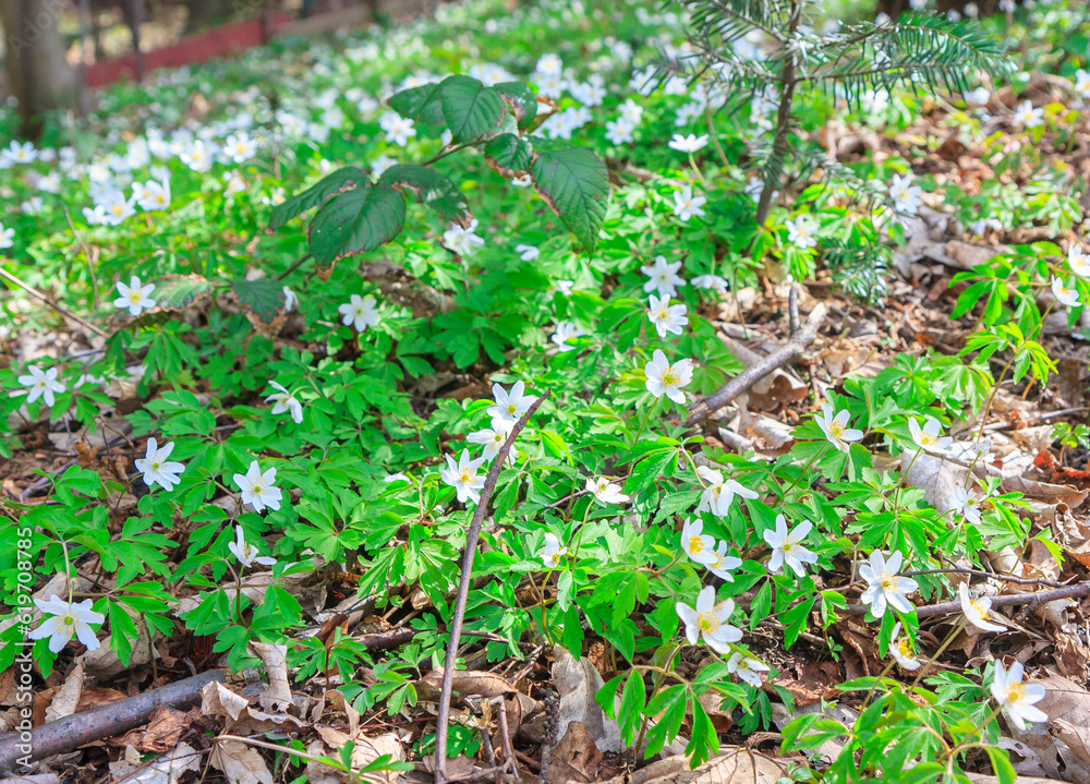 Carpet of wood anemone flowers (Anemonoides nemorosa or Anemone nemorosa) in the forest in Beskid Mały (Poland) on a sunny April day
