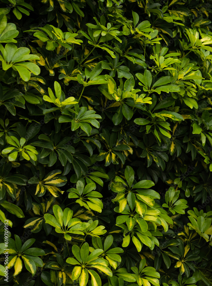 Muro verde natural Muro verde natural