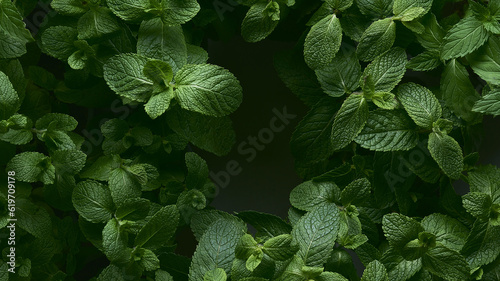 Young greens of fresh mint.