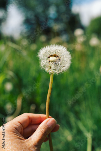Close-up: a hand holding a white dandelion. Against the background of green grass, blue sky. Concept. summer love