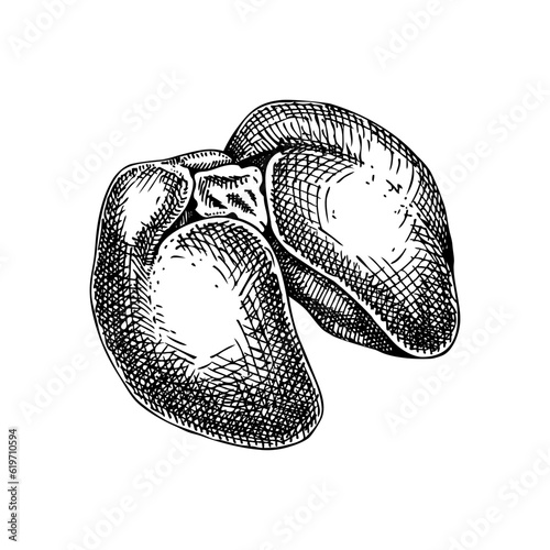 Hand drawn chicken liver sketches set. Internal organs of poultry drawings. Healthy food vector Illustrations on a white background. Bird organ meat, offal, ingredients, butchery design elements.