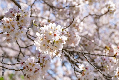 神奈川県小田原市　小田原城と桜