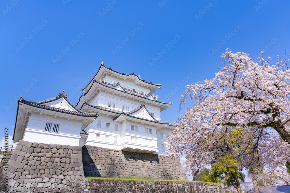 神奈川県小田原市 小田原城と桜 神奈川県小田原市 小田原城と桜