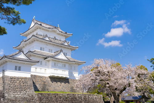 神奈川県小田原市　小田原城と桜 photo